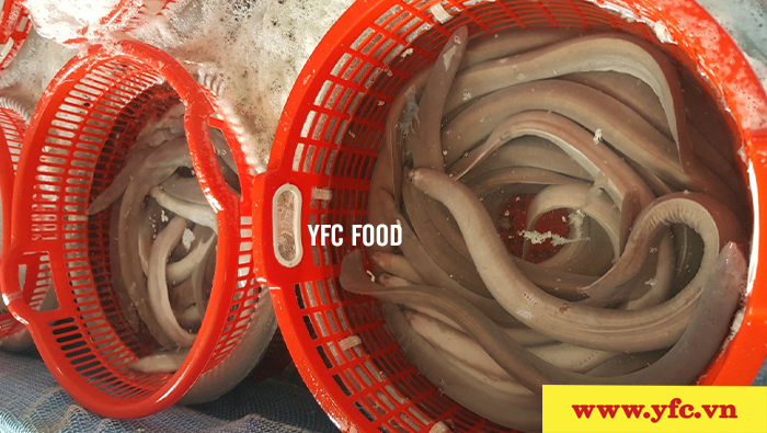 YFC cung cấp cá mút đá/cá ninja sống trên toàn quốc